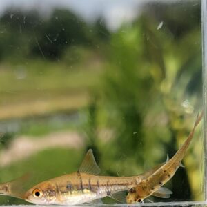 African Banded Barb — Barbus fasciolatus