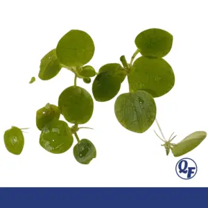 Amazon Frogbit – Limnobium laevigatum