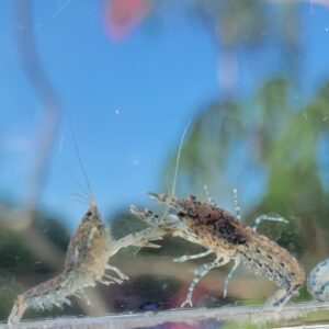 Blue Dwarf Texas Crayfish — Cambarellus texanus
