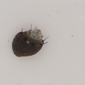 Hair Nerite Snail - Neritina auriculata