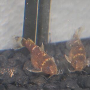 African Bumblebee Catfish — Microsynodontis Batesii