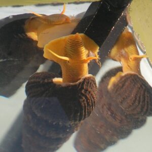 Orange Rabbit Snail — Tylomelania gemmifera