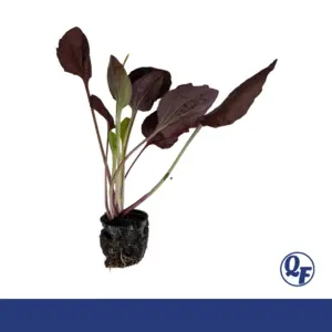Red Plantain – Plantago major ‘Rubrifolia’