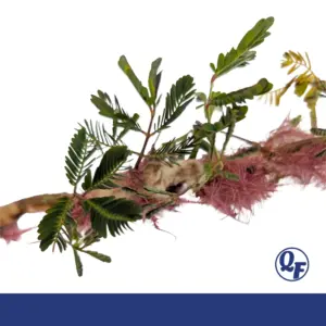 Sensitive Plant — Neptunia aquatica