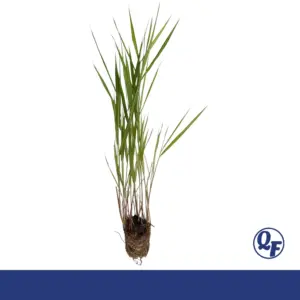 Strawberries and Cream Ribbon Grass – Phalaris arundinacea ‘Strawberries and Cream’