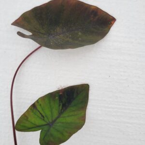 Black Magic Taro — Colocasia esculenta ‘Black Magic’